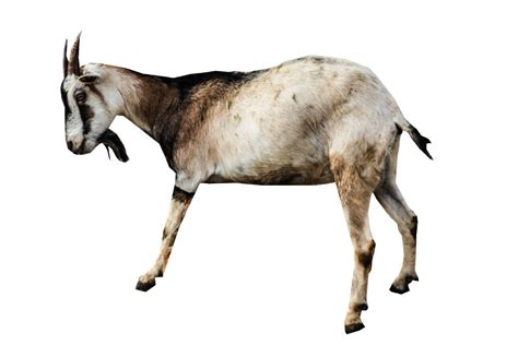 Goat Png Image Purepng Free Transparent Cc0 Png Image Library Images