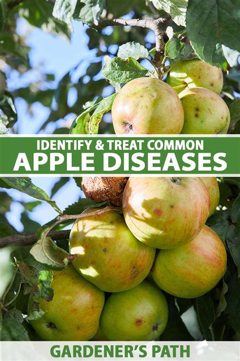 How To Identify And Treat Common Apple Diseases Gardeners Path
