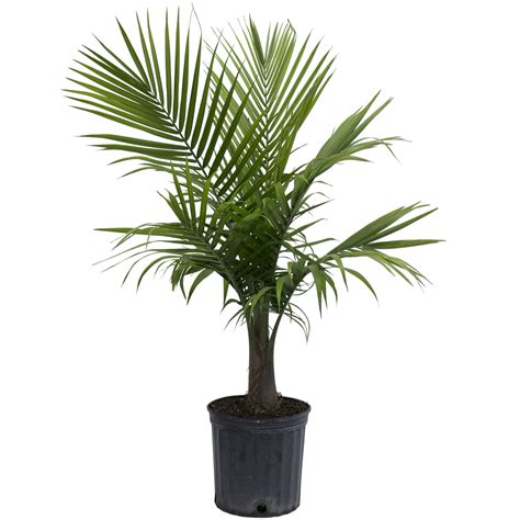 Delray Plants Live 10 Inch Majesty Palm Ravenea Rivularis Easy To