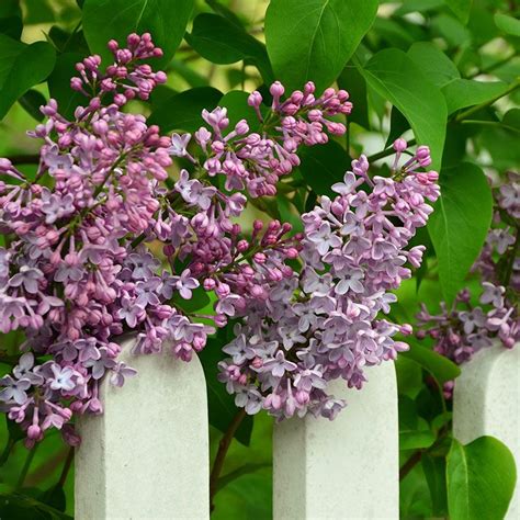 Red Pixie Lilac In 2021 Plants Garden Plants Lilac