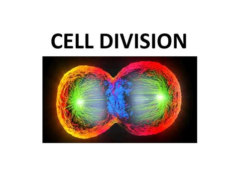 Cell Division Teaching Resources