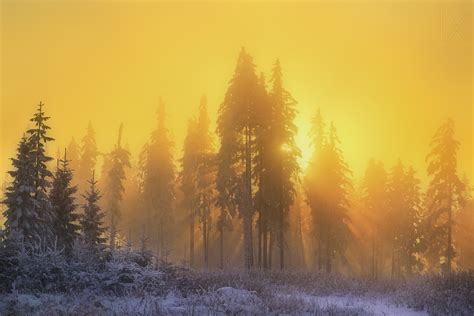 Yellow Sky Sunbeam Sunrise Trees Winter Season Hd Nature 4k