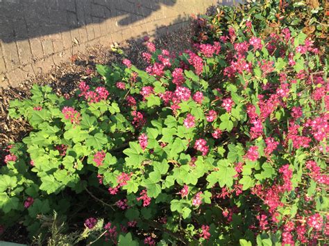 It is a common flowering shrub native to southern india, bangladesh, and sri lanka. Identify shrub with pink flowers — BBC Gardeners' World ...