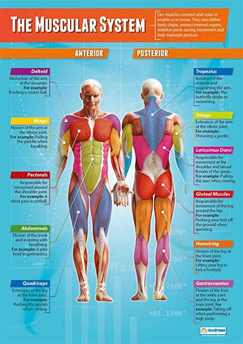 The Muscular System Pe Posters Laminated