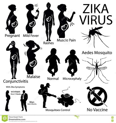 Zika Virus Infographic With Pregnant Woman Stock Vector Illustration
