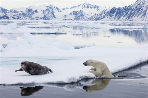 Polar Bear Catching Seal