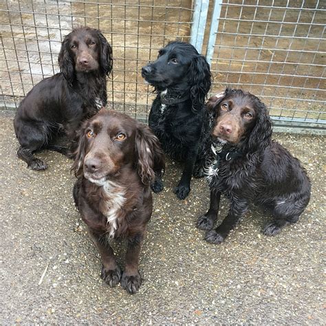 Woodleigh Working Cocker Spaniel Breeders Cocker Puppies