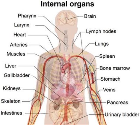Picture of what is under your rib cage. internal organs under left rib cage | Health Recovery Tips