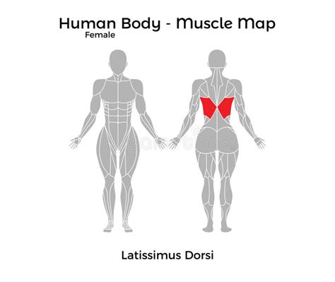 Cuerpo Humano Femenino Muscle El Mapa Dorsi De Latissimus My Xxx Hot Girl
