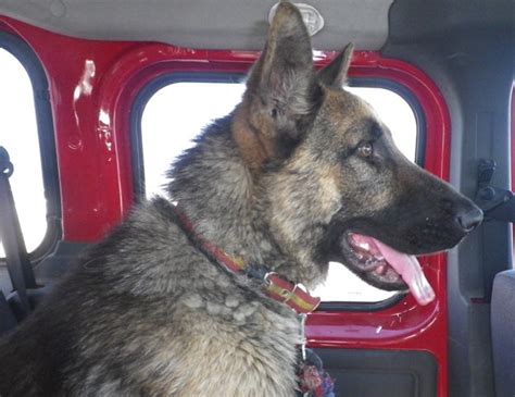 O por instinto, un perro macho adulto tendrá tendencia a pelearse con. mispequeñosgigantesde4patas-2: RAY, CASI DESFALLECIDO Y A ...