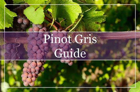 Pinot Gris Wine 101 Everything You Need To Know Winepros