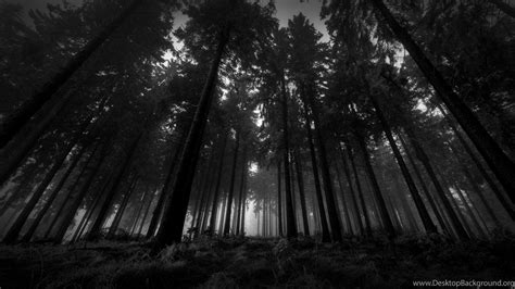Black Forest Wallpapers Top Free Black Forest Backgrounds