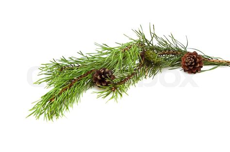 Branch Of Pine Tree Isolated On White Background Stock Image Colourbox