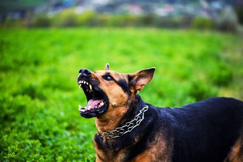 Aggressive Dog Behavior Archives Dupont Veterinary Clinic
