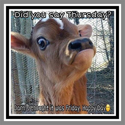 Happy Thursday Funny Animal Memes Animal Memes Cute Funny Animals