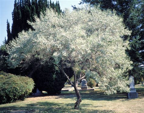 In fact, some olive trees that still bear fruit are said to be more than 2,000 olives are an important crop globally. Russian Olive - Ponseti Landscaping
