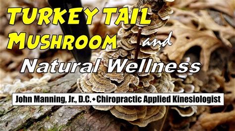 turkey tail mushroom and wellness 2 realmushrooms improved audio youtube