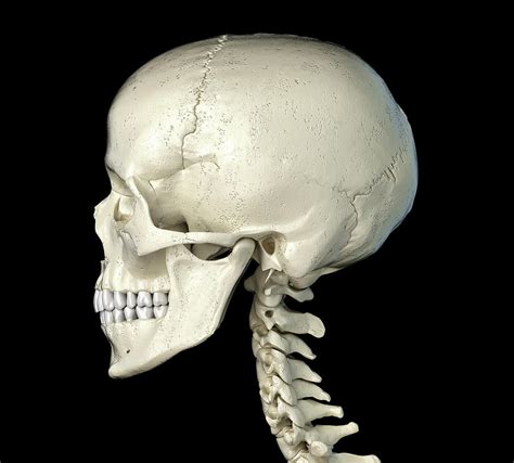 Human Skull Profile View