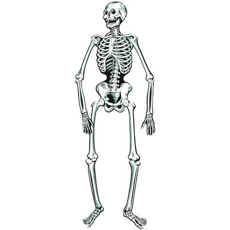 Life Size Jointed Paper Skeleton 14m Uk Toys And Games