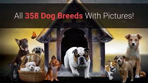 All Dog Breeds A Z With Pictures All 358 Breeds In The