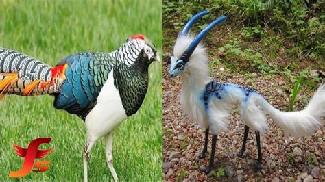 5 Of The Most Amazing And Unique Exotic Birds In The World You Cant