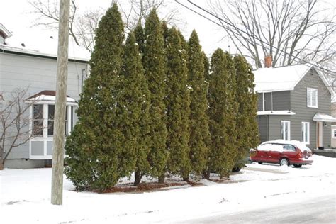 We did not find results for: Omeka@CTL | Northern White Cedar
