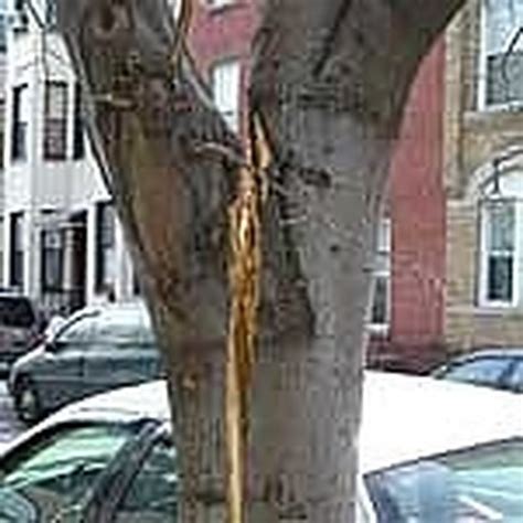 How To Repair A Split Tree Hunker
