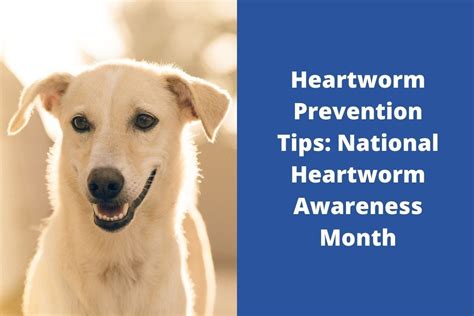 Heartworm Prevention Tips National Heartworm Awareness Month Blog