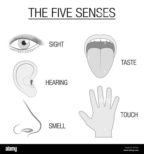 Eye Ear Tongue Nose And Hand Five Senses Chart With Sensory Organs