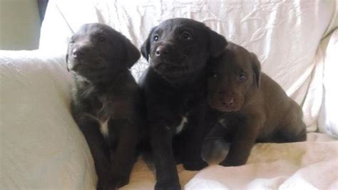 Akc american chocolate lab female puppy for sale. Chocolate Lab/Chesapeake Mix puppies for Sale in Cannon ...