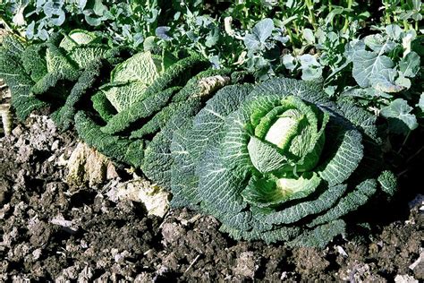 Savoy Cabbages Brassica Oleracea Photograph By Brian Gadsbyscience