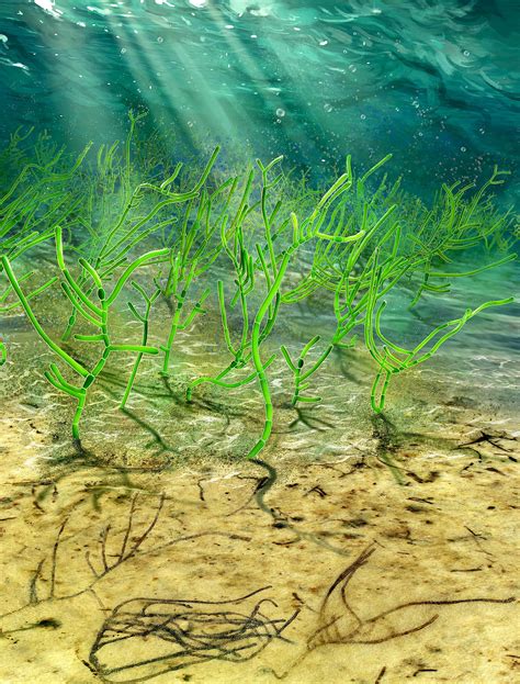 Remarkable Discovery Of 1 Billion Year Old Green Seaweed Micro Fossils