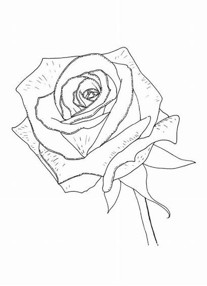 Coloring Rose Pages Realistic Desktop Mothers Background
