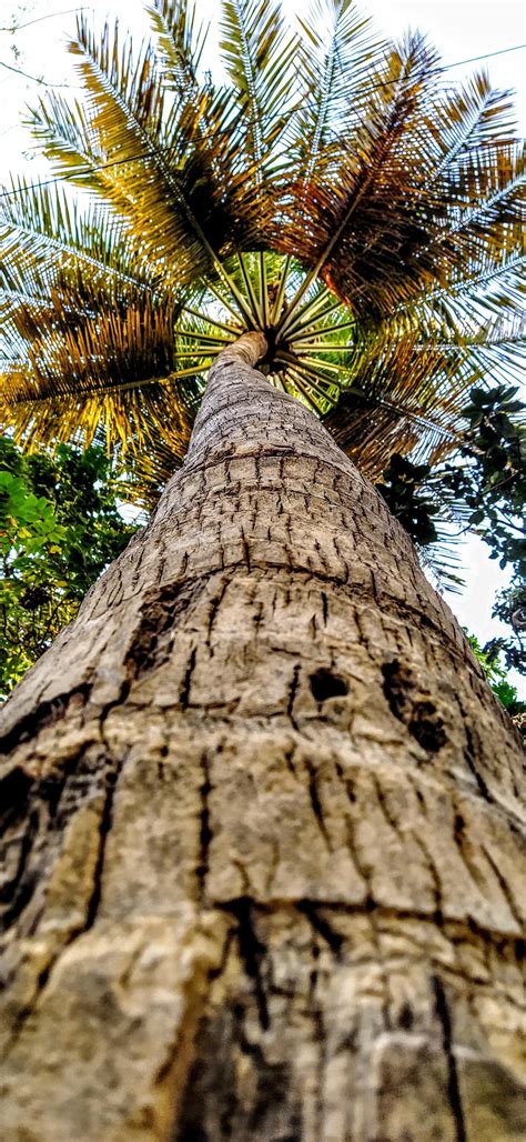 Coconut tree stock photos and images (94,423). A random yet beautiful coconut tree in Bangalore India ...