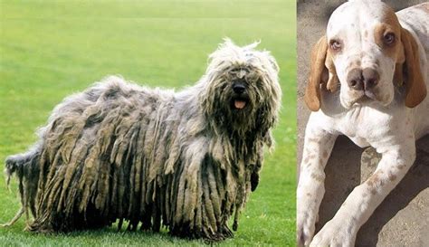 Top 10 Unique Dog Breeds You May Never Come Across Top To Find