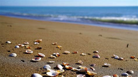 Seashells And Beach Waves Moving 4k Relaxing Screensaver