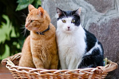 Our cats may purr when we pet and tickle them, but it's a much more complicated form of communication than we've assumed. History of the Common House Cat: The Favored