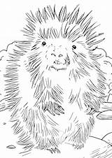 Porcupine Coloring sketch template