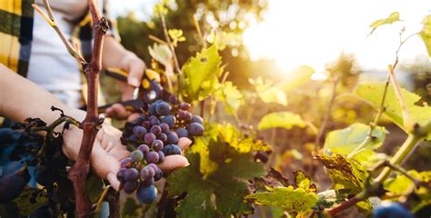 Tagsüber schlafen sie oder fallen zumindest in einen schlafähnlichen ruhezustand und das aus gutem grund, denn im sommer würden sich mücken tagsüber zu sehr aufheizen und sterben. Friedweinberge: Bestattet unter Weinreben - VorsorgeWeitblick
