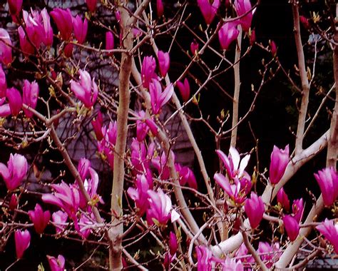 Beautifully Blooming Magnolia Ann Seeds Of Life