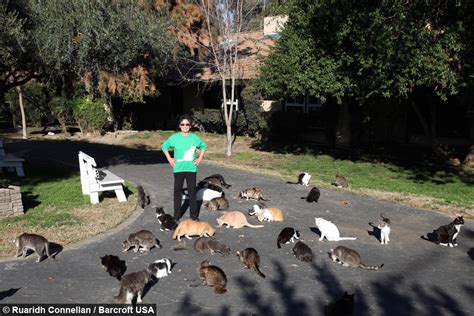 White Wolf Ultimate Cat Lady Woman Shares Her Home With 1100 Rescue