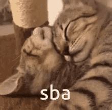 Sba Cat Gif Sba Cat Sba Cat Discover Share Gifs