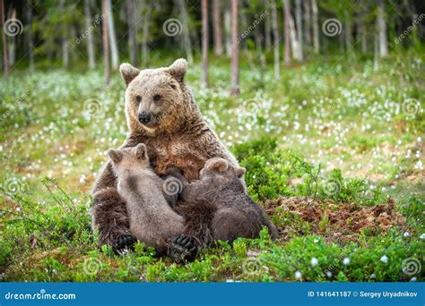 She Bear Feeding Breast Milk Cubs Brown Bear Scientific Name Ursus