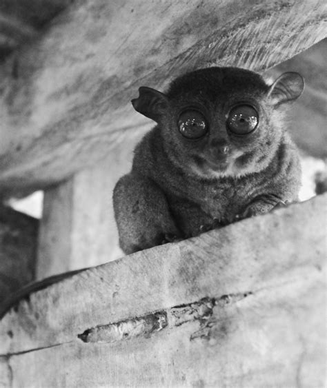 The Tarsier Photo