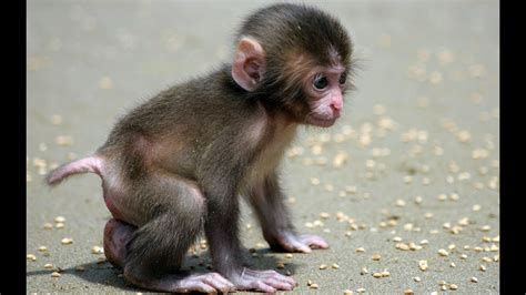 Funny Monkey A Cute And Naughty Baby Monkey Youtube