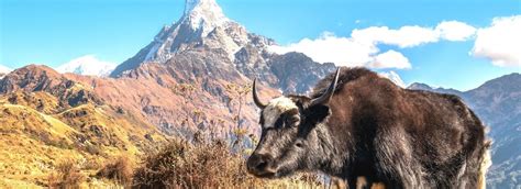 Nepal Luxury Tour Packages Luxury Tour In Nepal Nepal Packages 2023