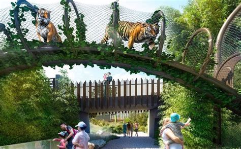 Auckland Zoos 58m Redevelopment Going Eye To Eye With The Tigers