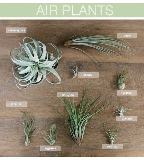 Air Plants Care And Styling Air Plants Care Plants Air Plants