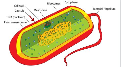 Bacteria Cell Structure Youtube