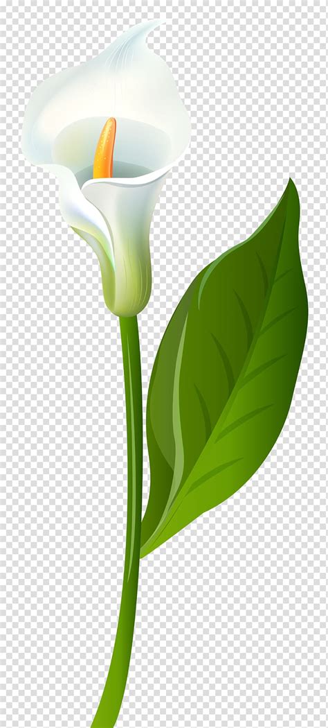 #arum #arum lily #flower #flowers #flower art #flowers art #dynamic lighting #lighting #lighting the wrong flowers wilting in our darkness, untimely death on the dank windowsill, in our power to cut off. Paling Bagus 28+ Gambar Bunga Peace Lily - Gambar Bunga HD